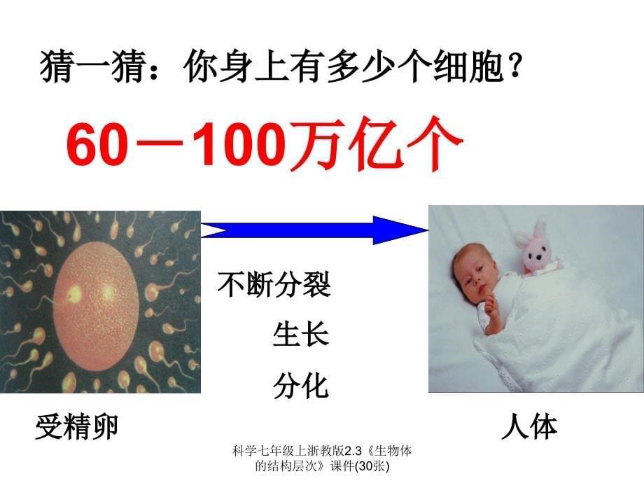 科学七年级上浙教版2.3生物体的结构层次课件30张经典实用_第5页