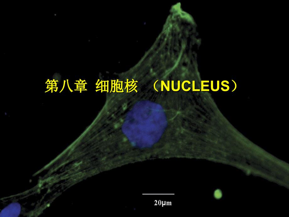 医学细胞生物学：8 细胞核_第1页