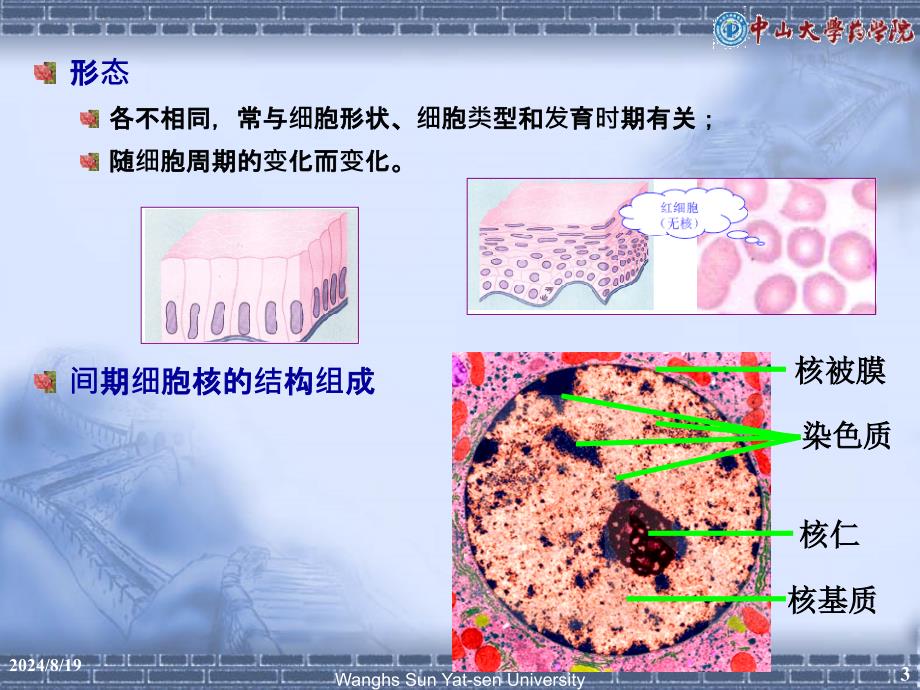 医学细胞生物学：8 细胞核_第3页