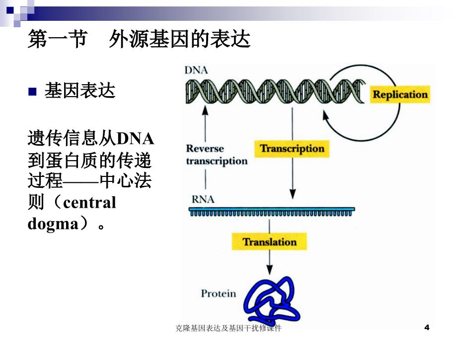 克隆基因表达及基因干扰修课件_第4页