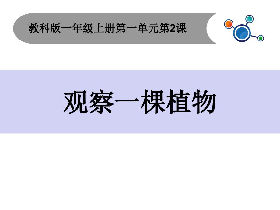 一年级科学上册12观察一棵植物课件1教科版_第1页