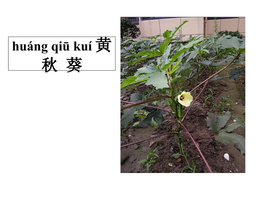 一年级科学上册12观察一棵植物课件1教科版_第3页