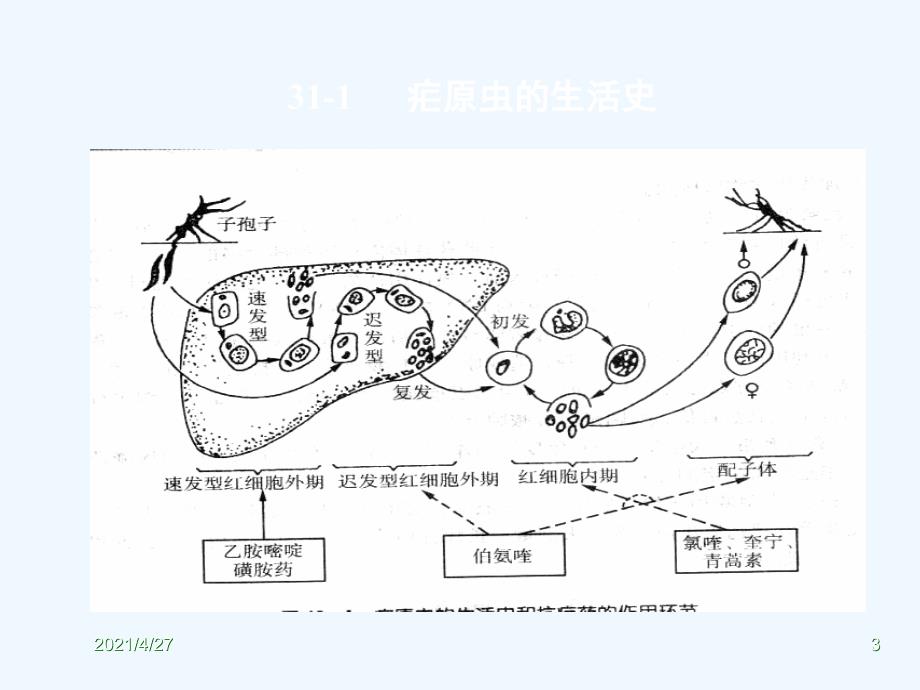 抗寄生虫病药高彬彬课件_第3页