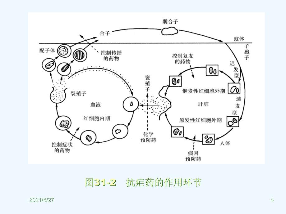 抗寄生虫病药高彬彬课件_第4页