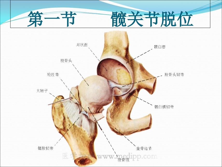 下肢骨关节损伤课件_第1页