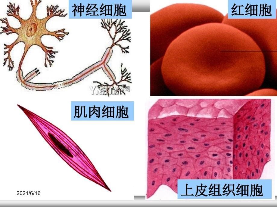 细胞分化优质课大赛获奖课件_第5页