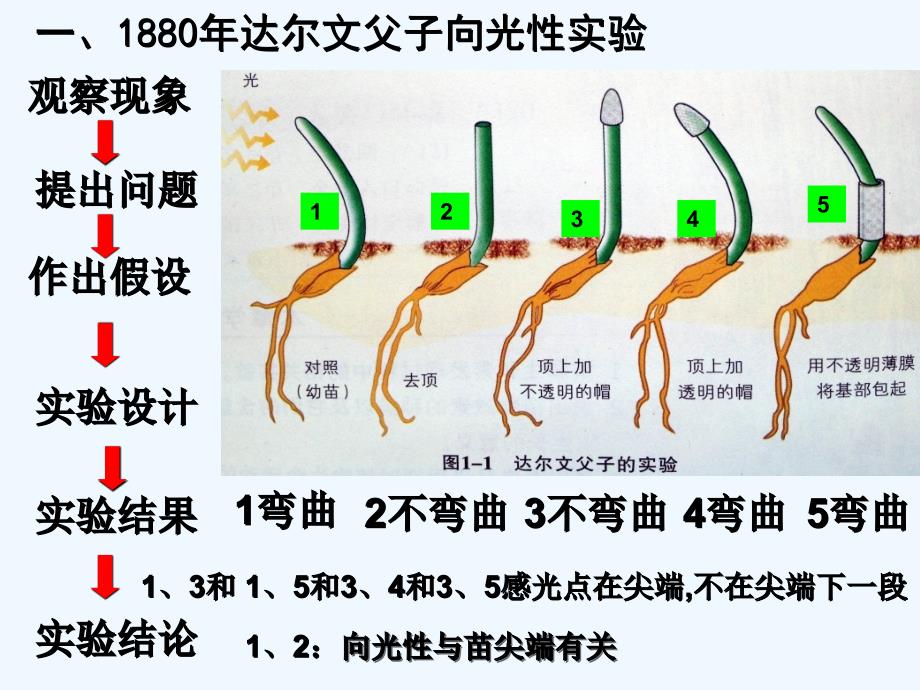 植物生命活动的调节(浙科版)1_第3页