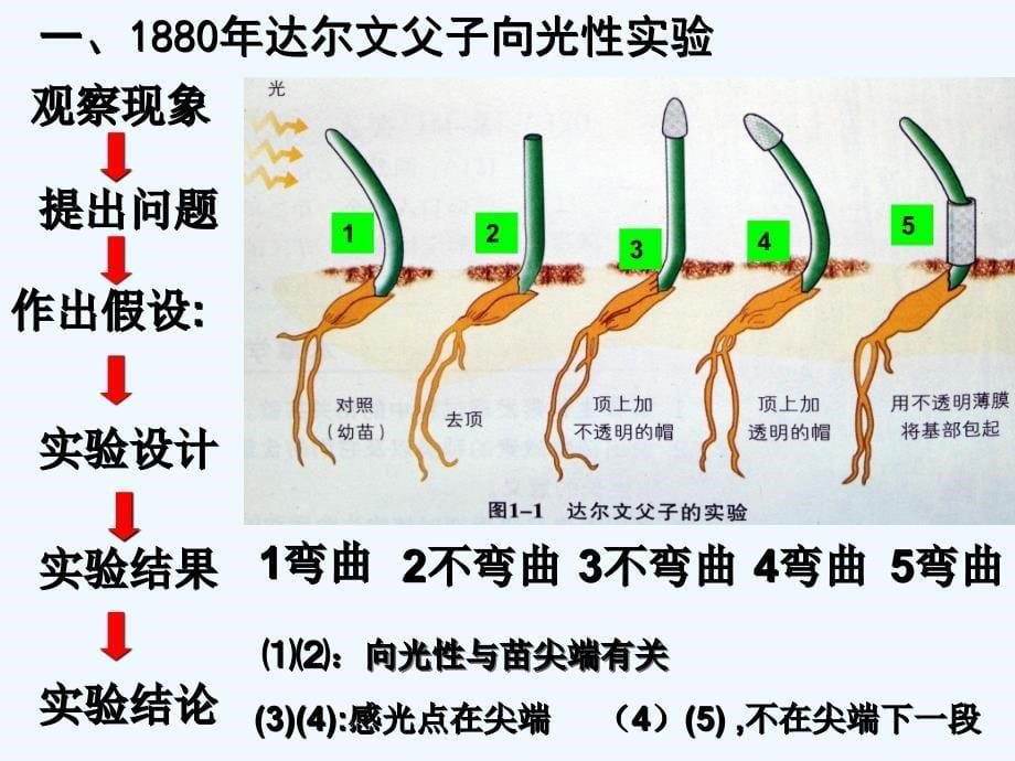 植物生命活动的调节(浙科版)1_第5页