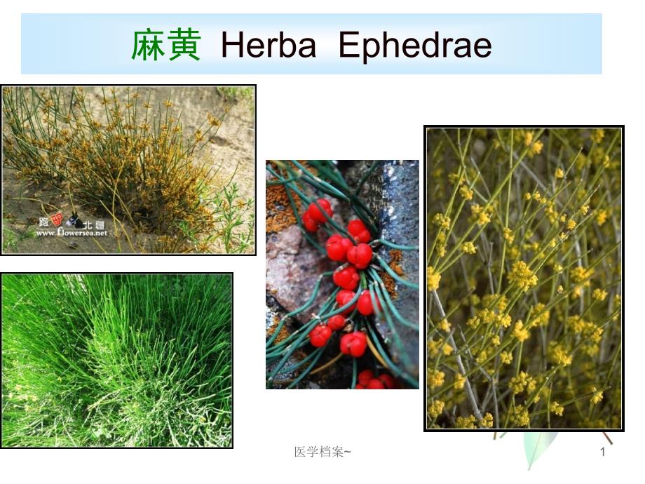 麻黄鉴别[资料参考]_第1页