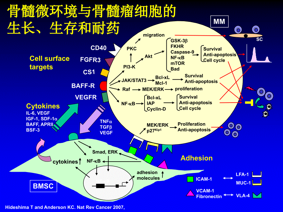 侯健多发性骨髓瘤的转化医学研究_第3页