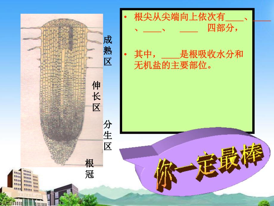 第三节植物生长需要水和无机盐_第1页