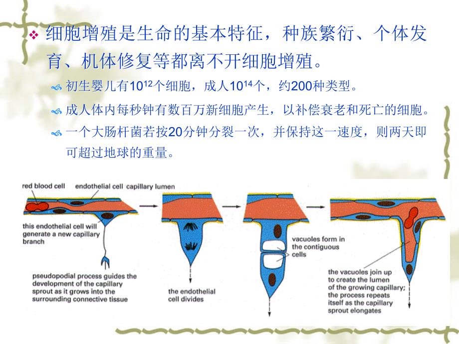 细胞生物学第12章_第2页