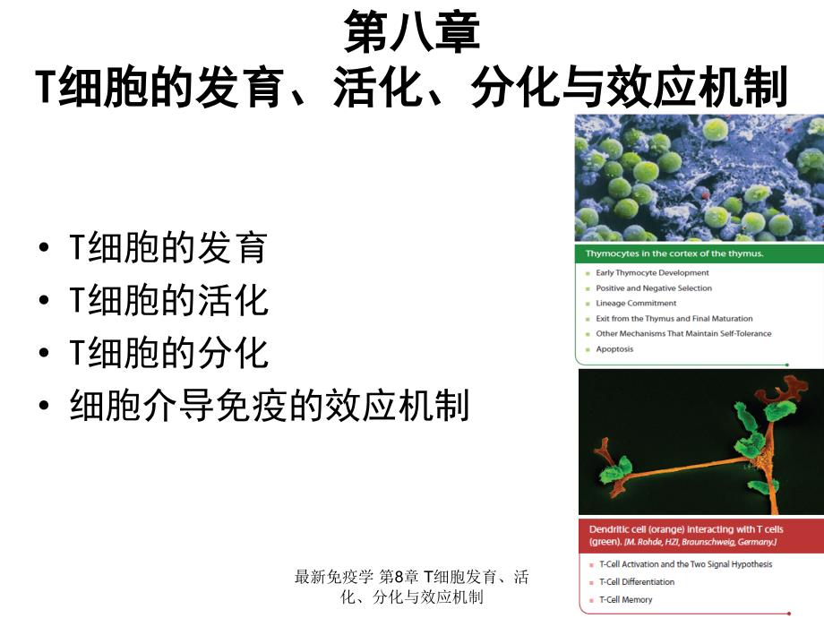 免疫学第8章T细胞发育活化分化与效应机制经典实用_第2页