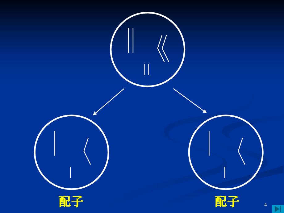 染色体是遗传物质的载体染色体的变化必然会导致生物的性课堂PPT_第4页