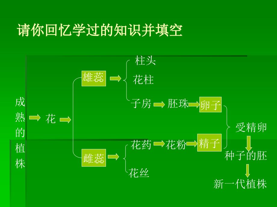 植物的生殖(课件)_第2页