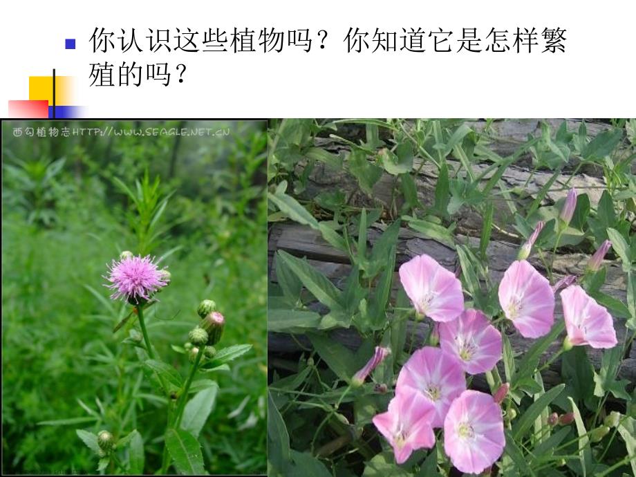 植物的生殖(课件)_第4页