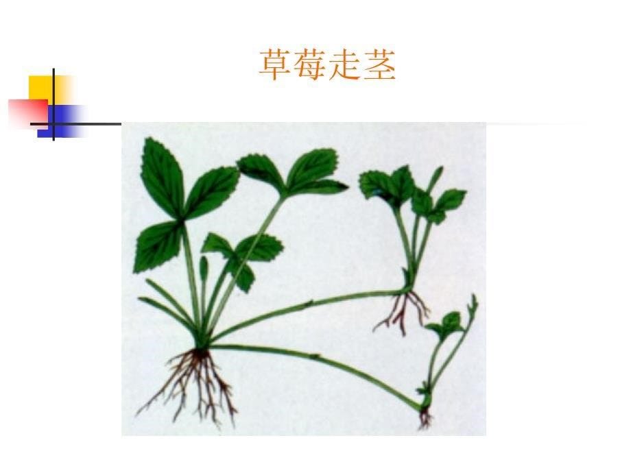 植物的生殖(课件)_第5页