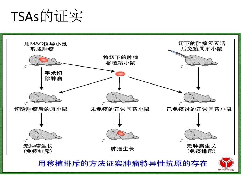 肿瘤免疫和免疫治疗课件_第5页