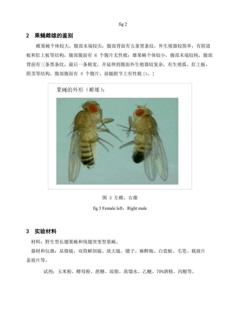 综合实验论文：果蝇的培养、遗传性状的观察及单因子遗传分析_第5页