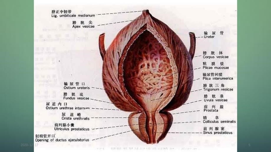 血尿病人的护理措施精选干货_第5页