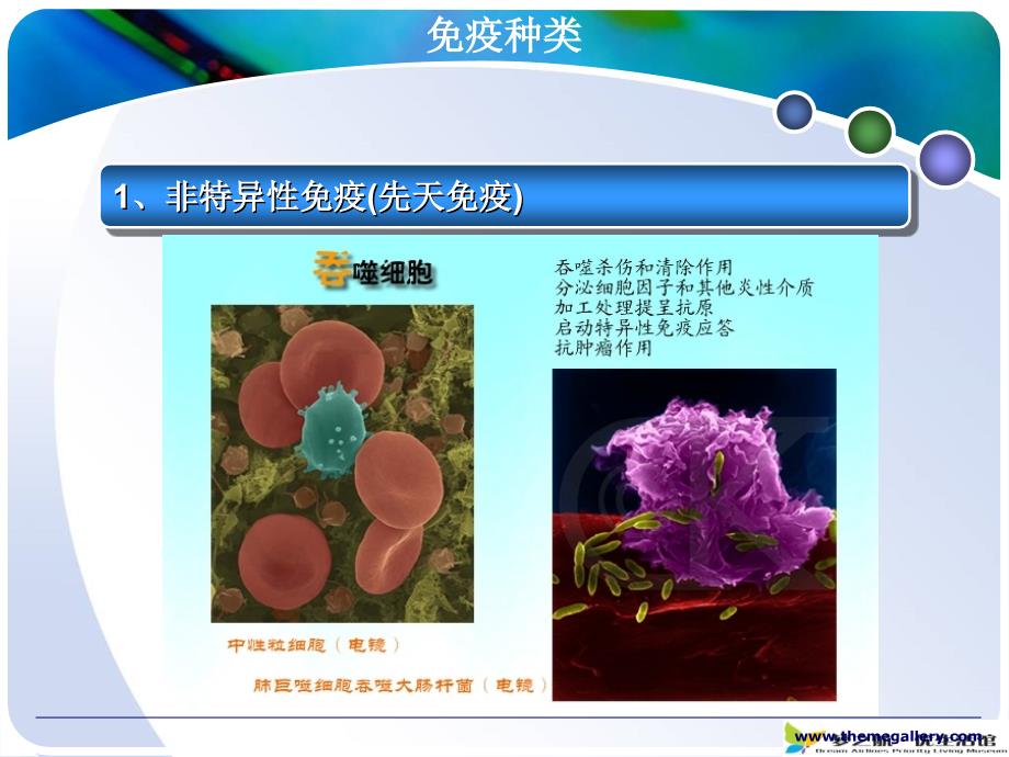 医学专题：人体免疫系统_第3页