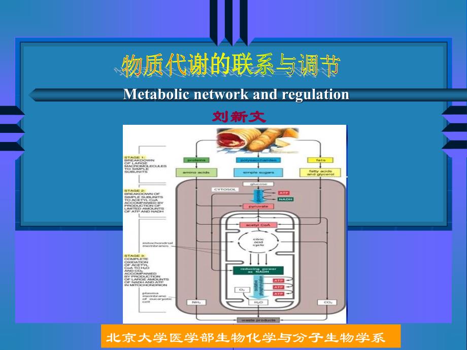 物质代谢联系与调节课件_第1页