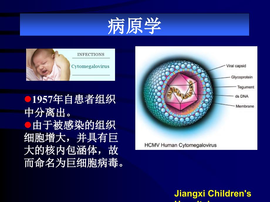 巨细胞病毒_第2页