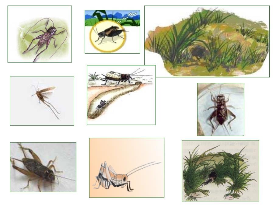 蟋蟀的住宅课件_第3页