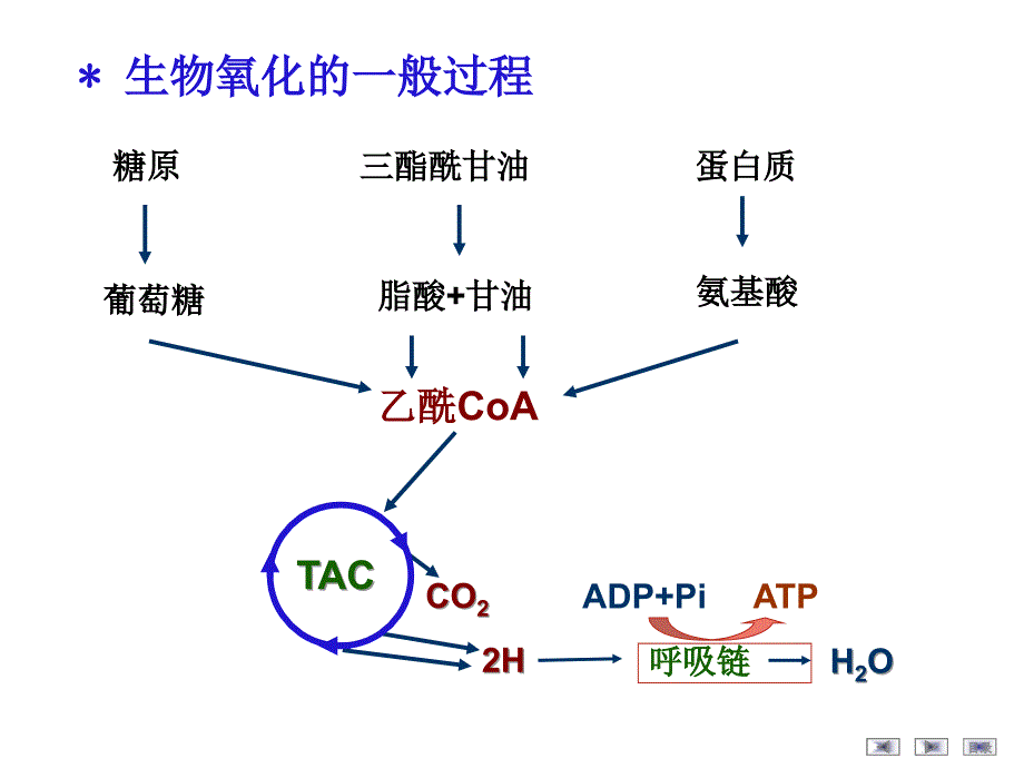 医学课件第6章生物氧化_第4页