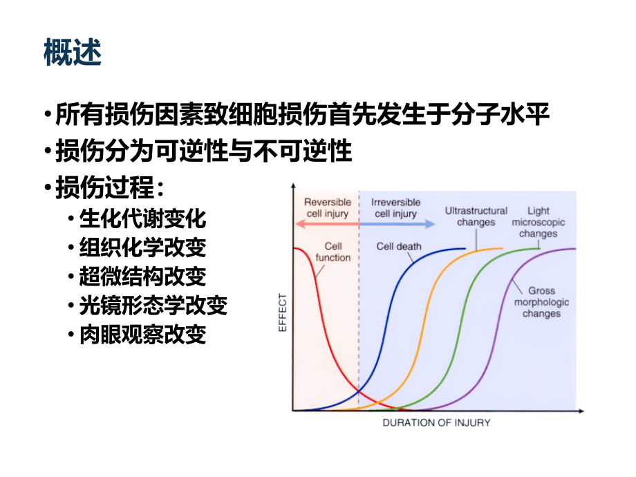 病理2损伤的形式与形态学变化精选文档_第1页