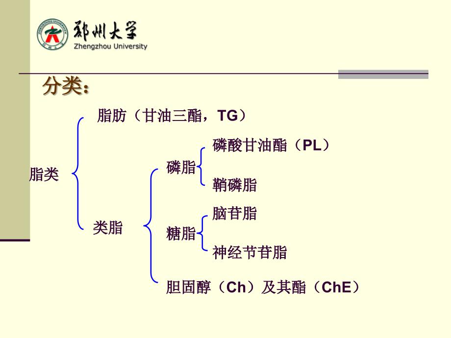 生物化学：第七章 脂类代谢_第3页