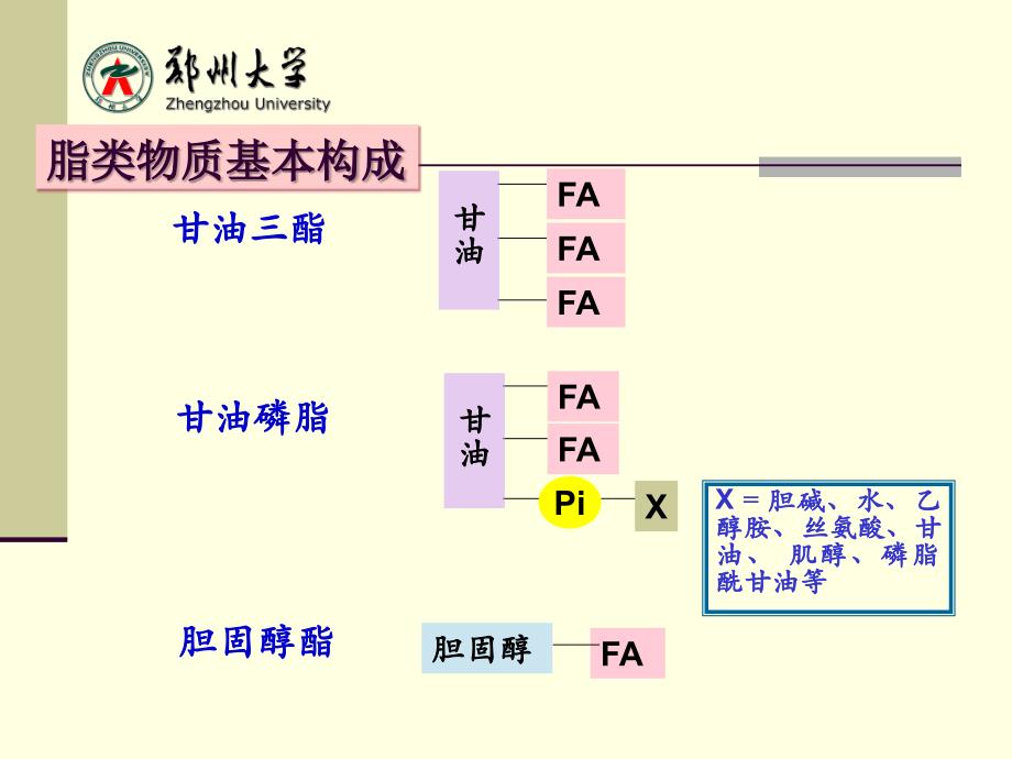 生物化学：第七章 脂类代谢_第4页