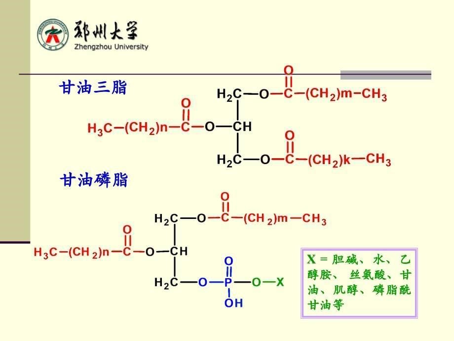 生物化学：第七章 脂类代谢_第5页