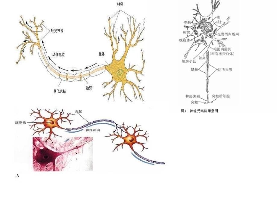 实验神经系统的结构和功能.ppt_第5页