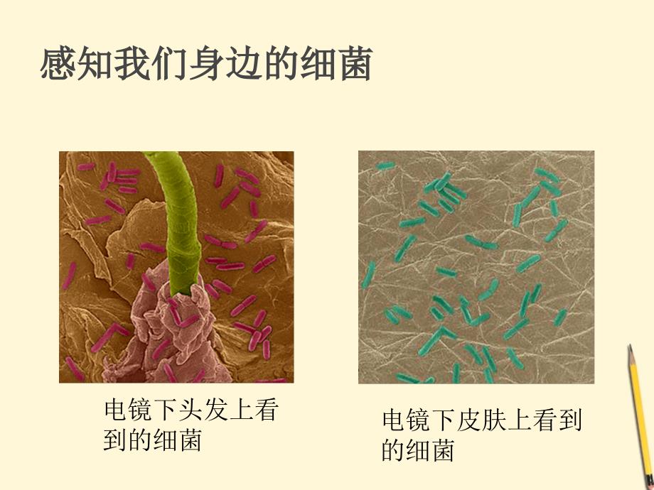 八年级生物上册课件：细菌_第2页