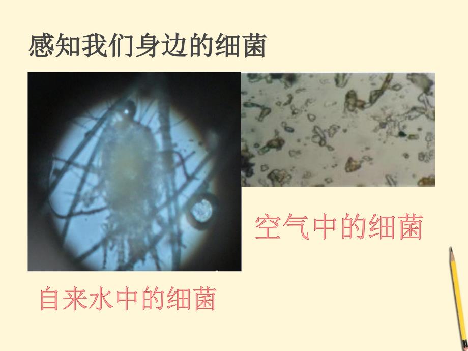 八年级生物上册课件：细菌_第3页