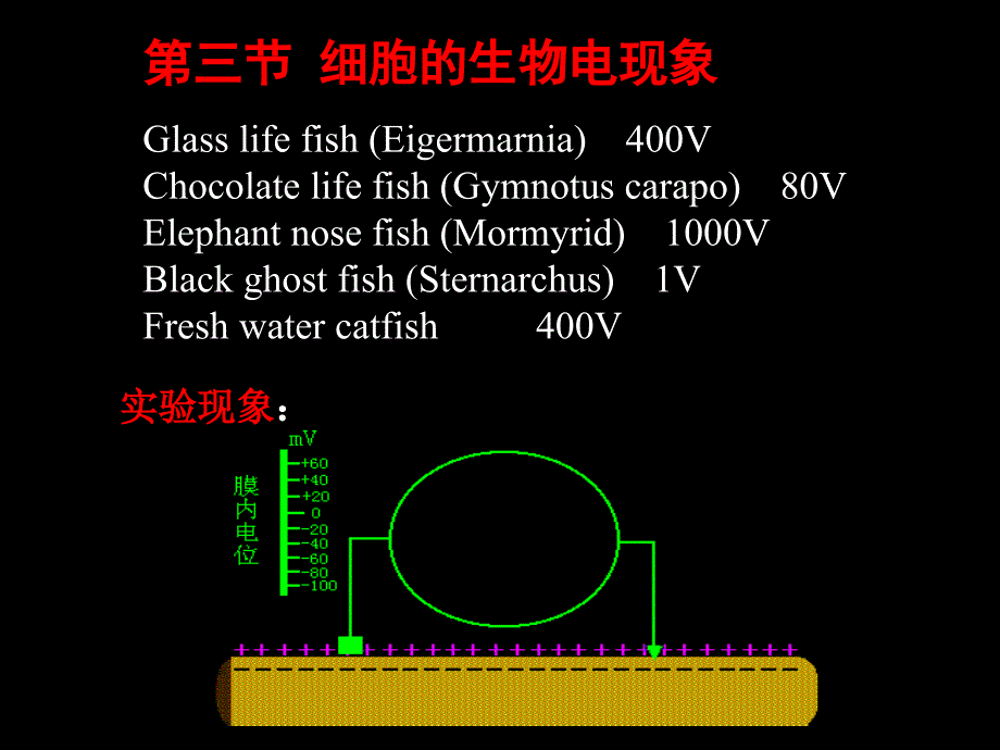 12细胞的生物电现象1_第2页