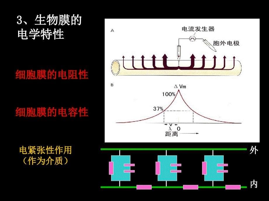 12细胞的生物电现象1_第5页