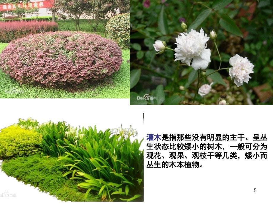 校园植物调查研究课堂PPT_第5页