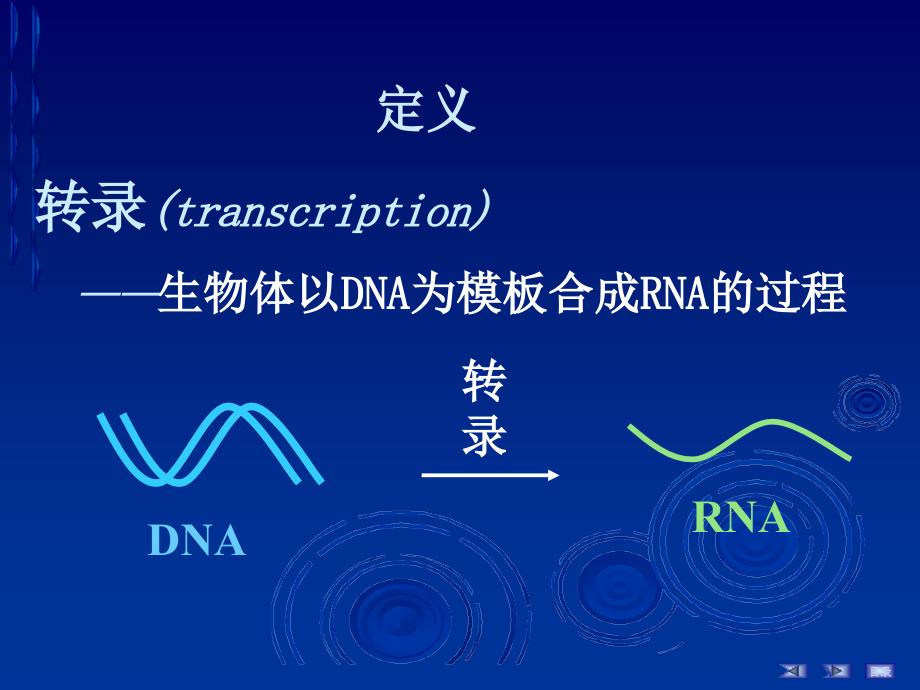 RNA的生物合成2_第2页