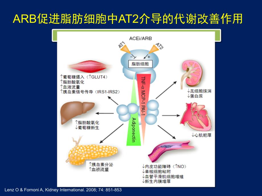 ARB降低新发糖尿病的作用机制_第4页