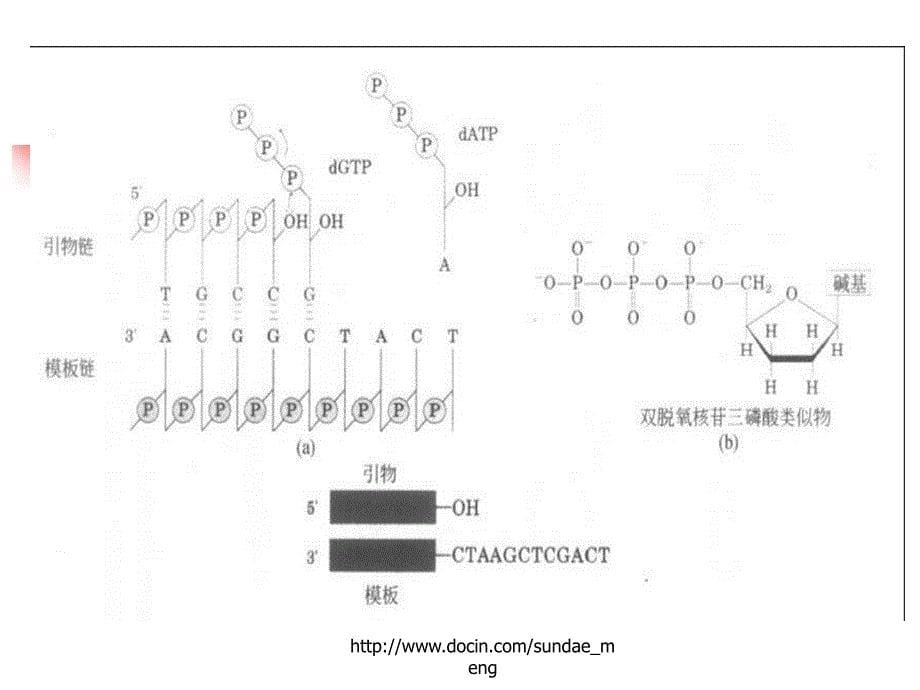 【大学课件】基因分析的基本策略_第5页