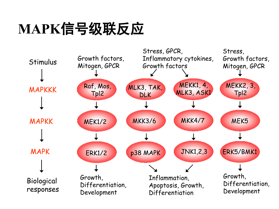 常见信号通路PPT课件_第3页