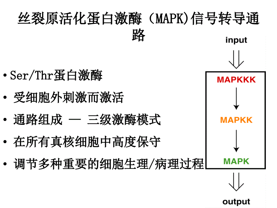 常见信号通路PPT课件_第4页