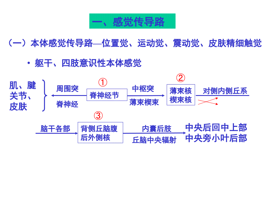 医学课件：神经系统传导通路li_第2页