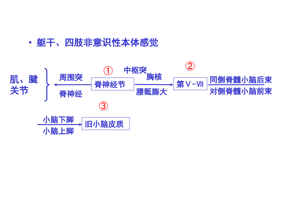 医学课件：神经系统传导通路li_第3页