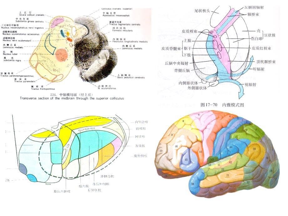 医学课件：神经系统传导通路li_第5页