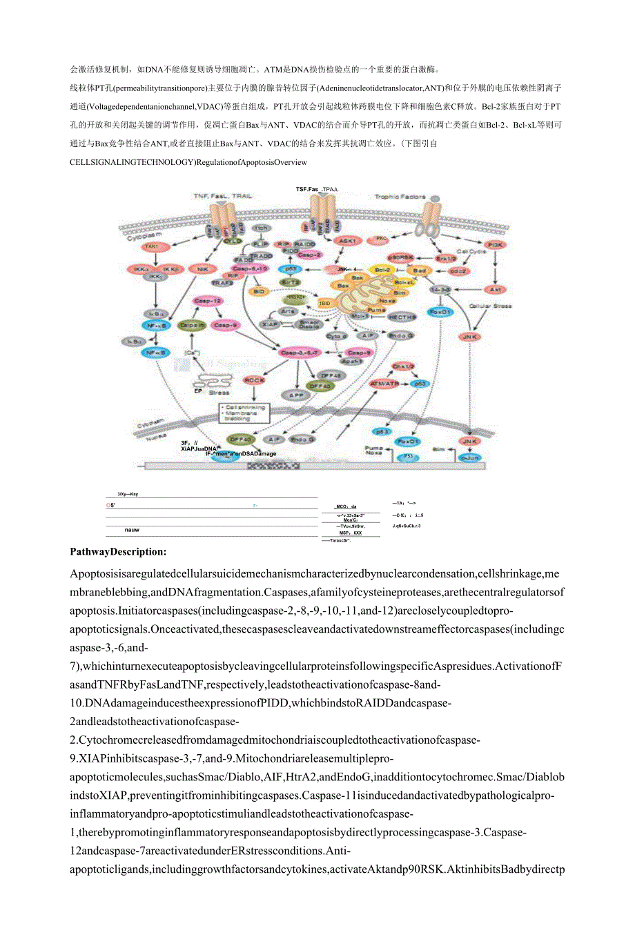 凋亡途径.docx_第2页