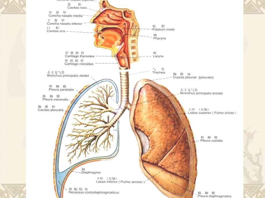 儿科呼吸系统及胸部解剖生理特点_第1页