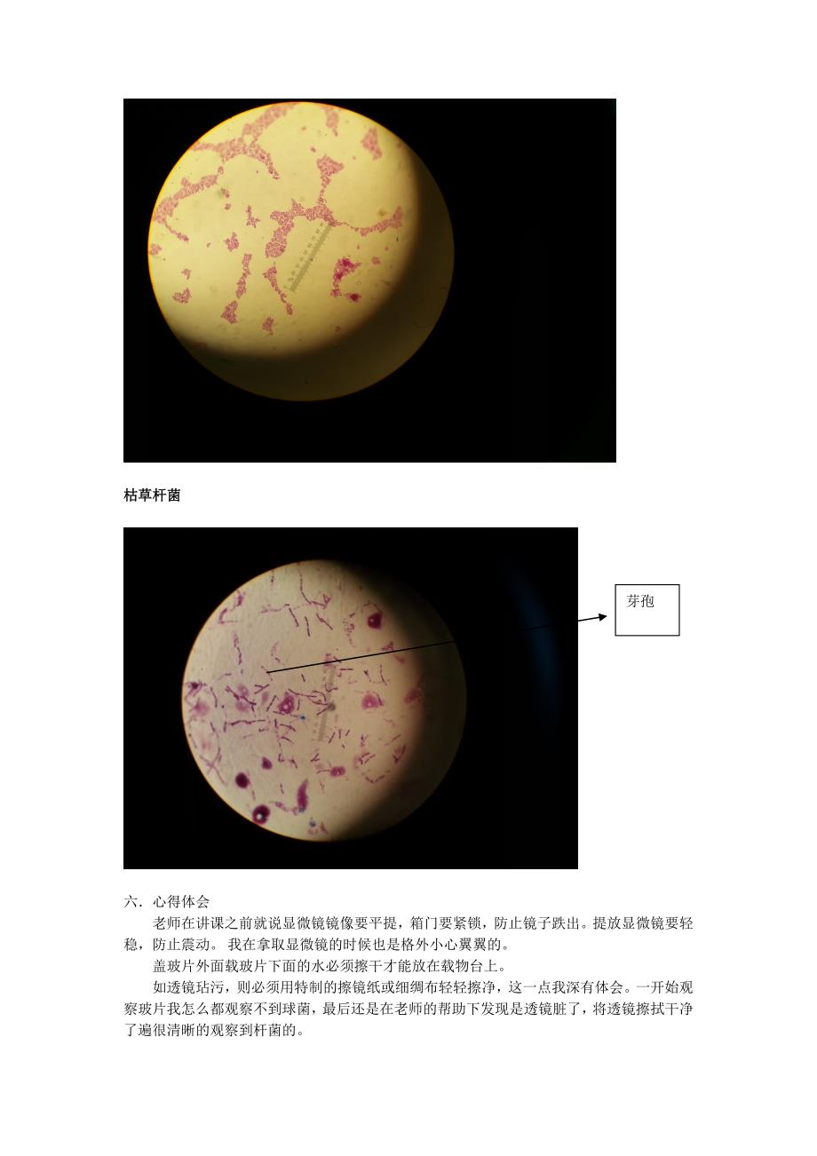 光学显微镜的结构和使用方法_第2页